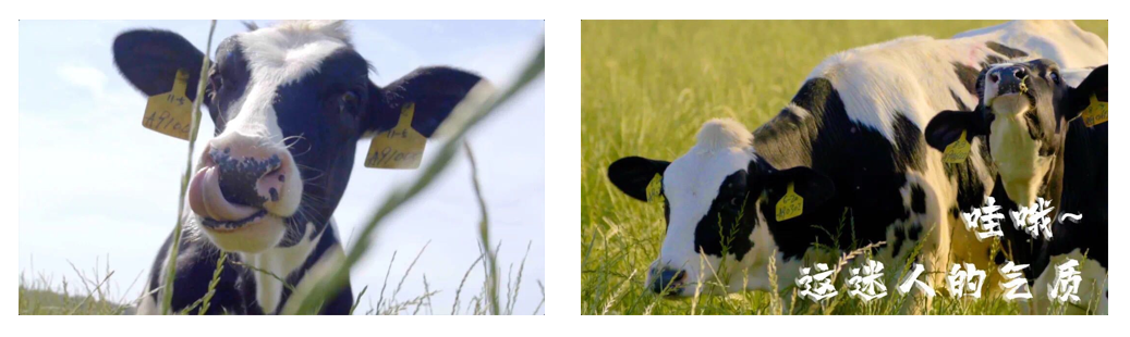 花花牛丨每天一杯奶，幸福健康喝出來！??！