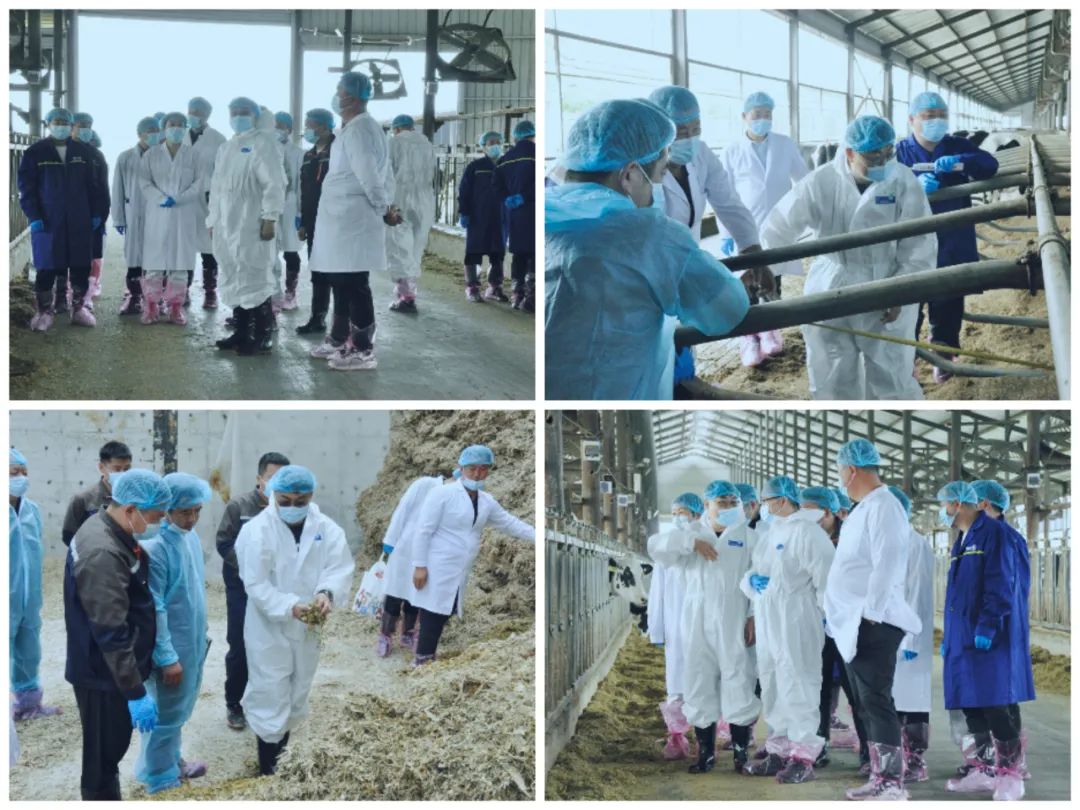 花花牛丨國家奶牛產(chǎn)業(yè)技術(shù)體系首席科學(xué)家、中國農(nóng)業(yè)大學(xué)教授李勝利一行蒞臨花花牛魯山瑞亞參觀調(diào)研