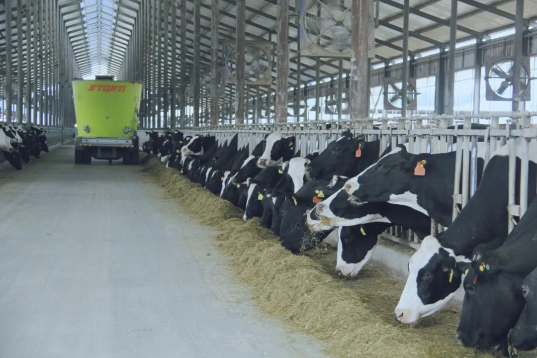 花花牛丨駐馬店市遂平縣政協(xié)黨組書(shū)記、主席張衛(wèi)東一行蒞臨花花牛魯山瑞亞牧場(chǎng)參觀