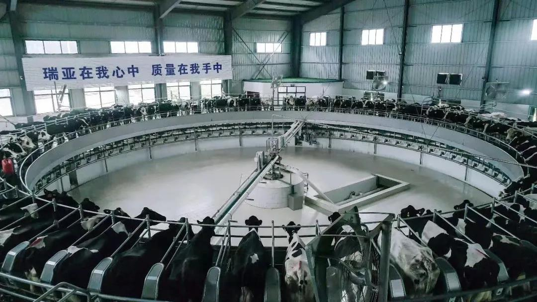 花花牛丨駐馬店市遂平縣政協(xié)黨組書(shū)記、主席張衛(wèi)東一行蒞臨花花牛魯山瑞亞牧場(chǎng)參觀