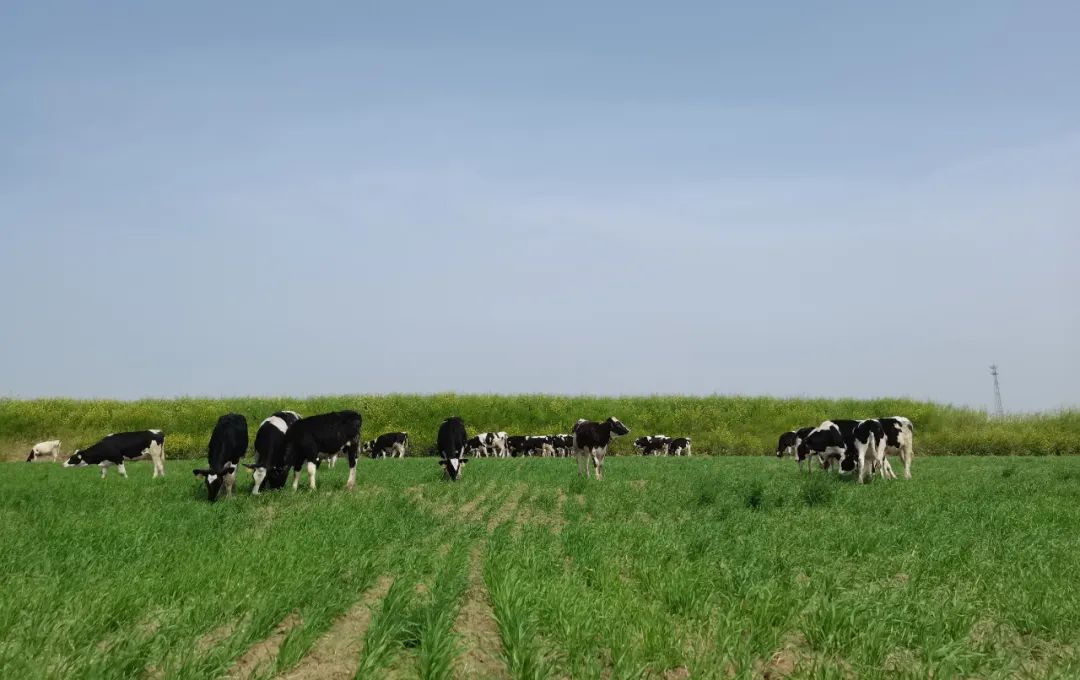 繼往開來 · 再創(chuàng)輝煌 | 花花牛乳業(yè)集團(tuán)召開9月營銷、養(yǎng)殖及飼料月度經(jīng)營工作會議