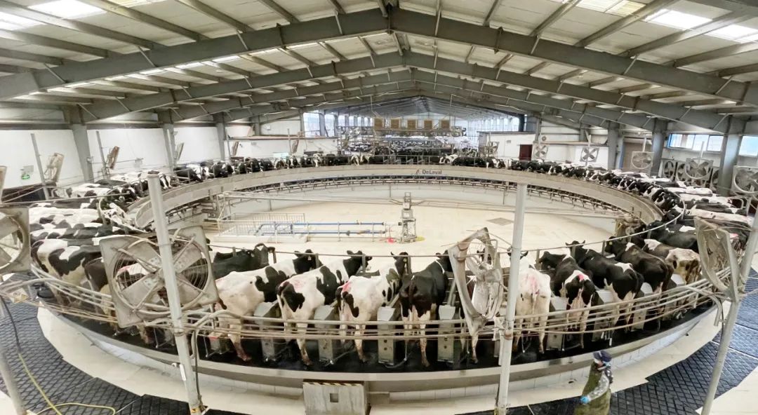 凝心聚力·贏創(chuàng)未來(lái) | 花花牛乳業(yè)集團(tuán)召開(kāi)營(yíng)銷(xiāo)、養(yǎng)殖及飼料經(jīng)營(yíng)工作會(huì)議