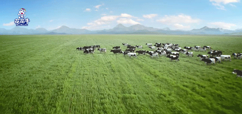 榮譽 | “百家牛場青貯質量評鑒活動”花花牛新蔡瑞亞牧業(yè)、河南合源乳業(yè)分別榮獲一、三等獎