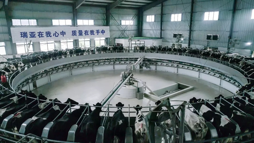 第31屆中原畜牧業(yè)交易博覽會 || 花花牛乳業(yè)集團獲“河南省畜牧行業(yè)——最具影響力品牌”獎