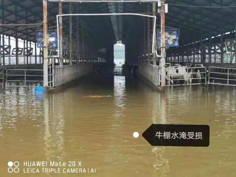 【乳報(bào)·聚焦】“豫”難而上的中原牛人“太中了”！